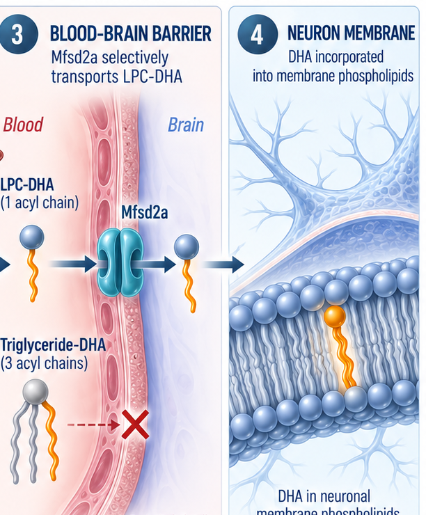 Remodeling the Brain